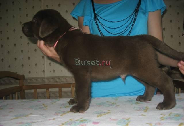 Лабрадора ретривера щенки окрас шоколадный Тула