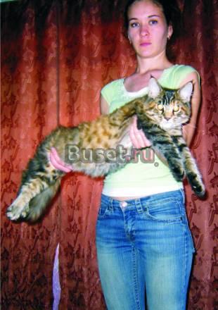 Котята Мейн Кун с родословной Краснодар