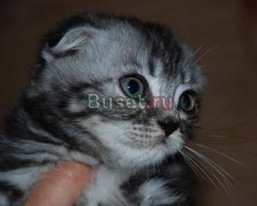 Вислоухий серебристый котик Москва