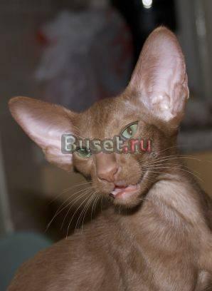 Кошечки и котики ориентальные Москва
