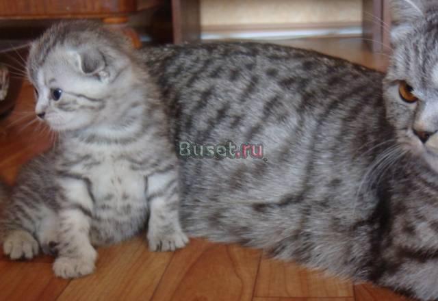 Котенок шотландский вислоухий Екатеринбург