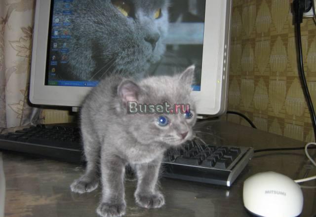 Котята Ижевск