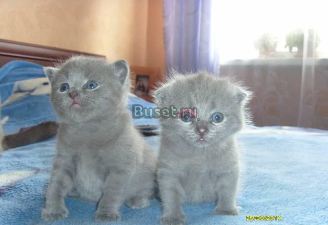 Плюшевые котятки Скоттиш Страйт и Скоттиш Фолд Санкт-Петербург
