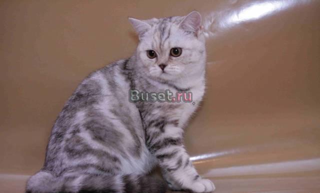 Британские породистые котятки Санкт-Петербург