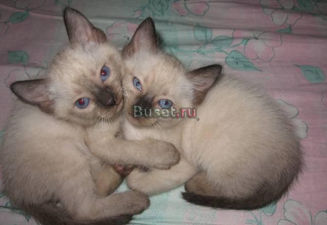 Котята тайские Новосибирск