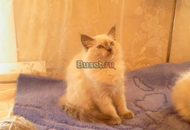 Невские маскарадные котята Москва
