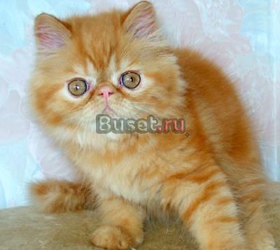 Персидские котята-рыжики Москва