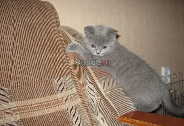 Британский котенок Москва
