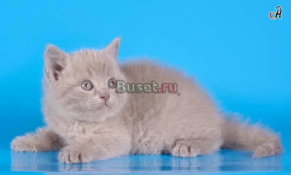 Британские котята Санкт-Петербург