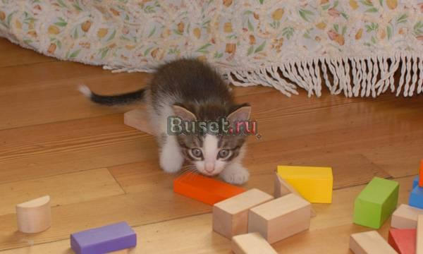 Ласковый котенок 2 мес. в дар от домашней кошки Москва