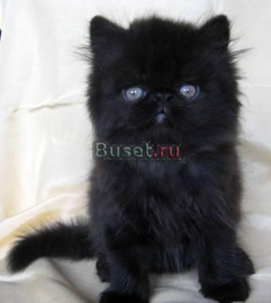 Персидский котик Москва