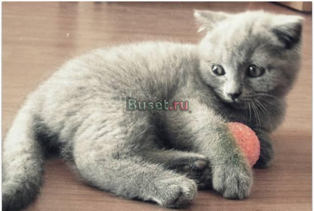 Шотландские котятки ждут своих хозяев Москва