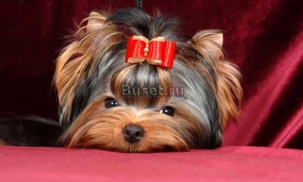 Стрижка Йорков Качественно Недорого Щёлково