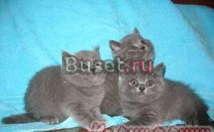 Британские и вислоухие котята Санкт-Петербург