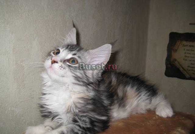 Котята мейн куны Москва