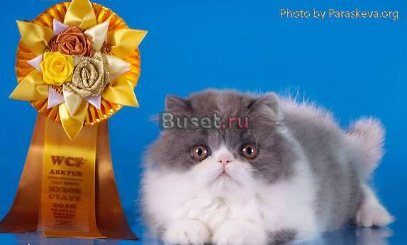 Голубый биколор Санкт-Петербург