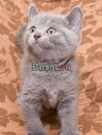 Шотландская голубая кошечка страйт Москва