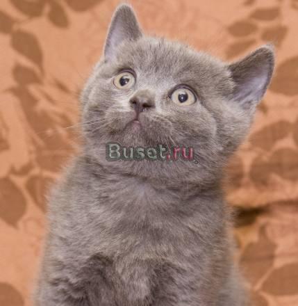 Шотландский голубой котик страйт Москва
