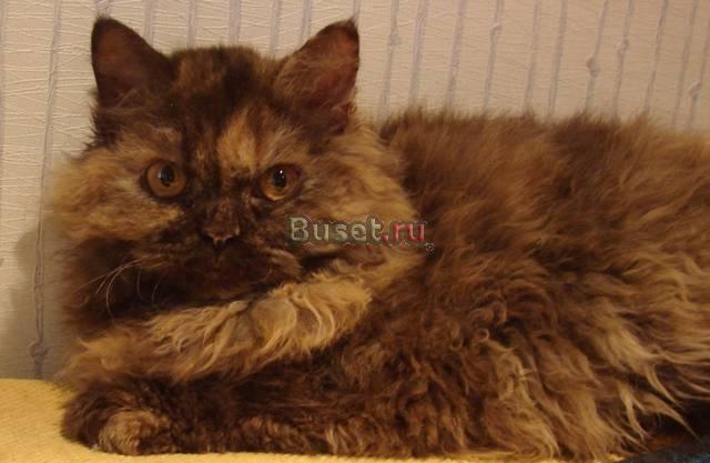 Кошечка породы селкирк-рекс Москва