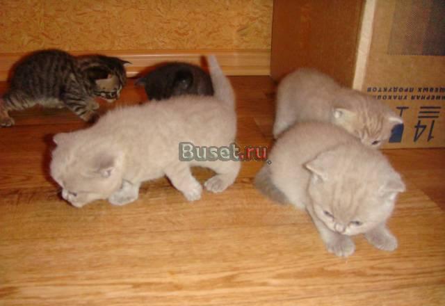 Британские котята Новосибирск