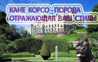 Продаются щенки кане корсо Москва