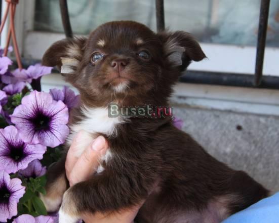 Кулон с сапфирами и топазами Москва