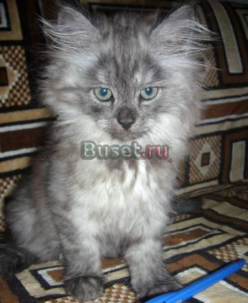 Котята Москва