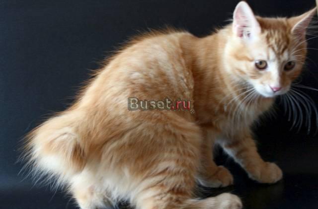 Курильский бобтейл для вас Москва