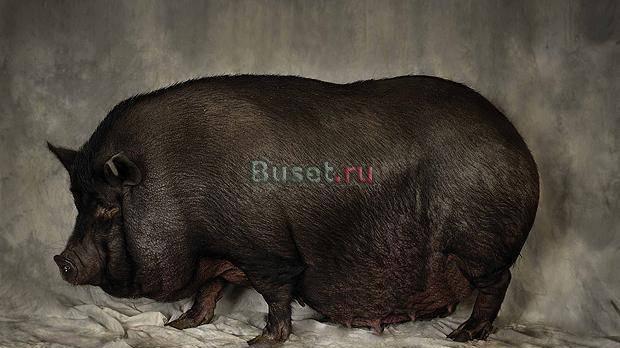 Хряк и свиноматка вьетнамской травоядной породы Волосово