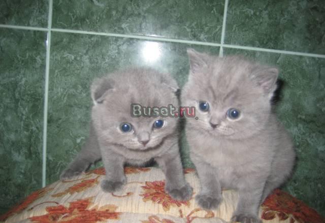 Британские голубые котята Москва