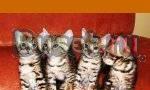 Бесплатно котята от ангорки-шоколаднополосатые Москва