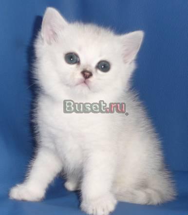 Британские  котята окраса серебристая шиншилла Москва