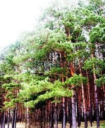 Участок от 11 соток в 250 метрах от реки Ока Москва