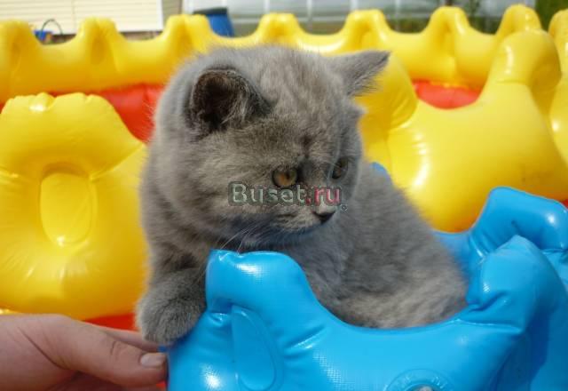 Чистокровные британские котята Москва