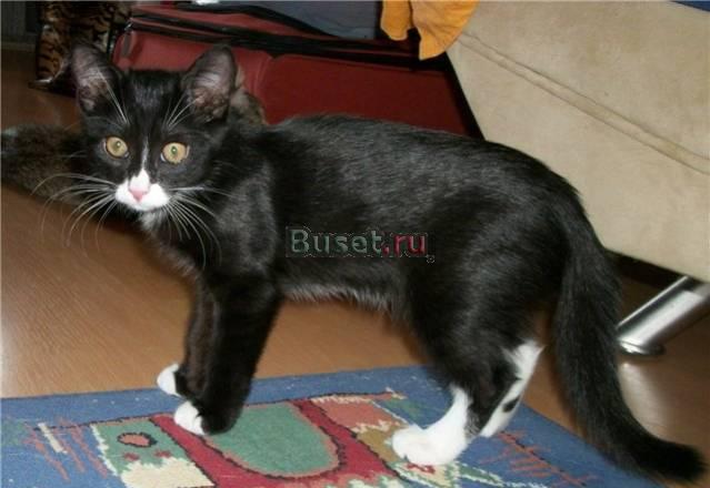 Котёнок Шустер, 3 мес., в дар Москва