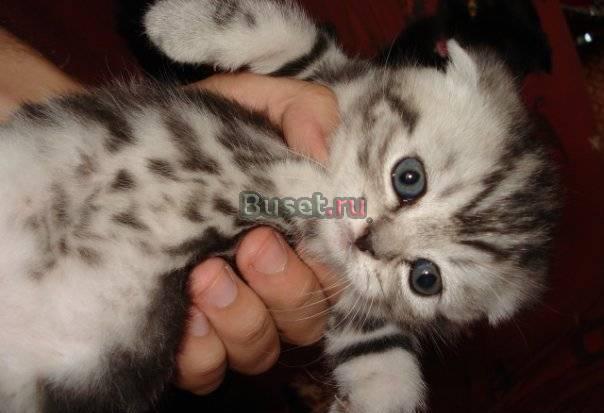Котёнок шотландский вислоухий Москва