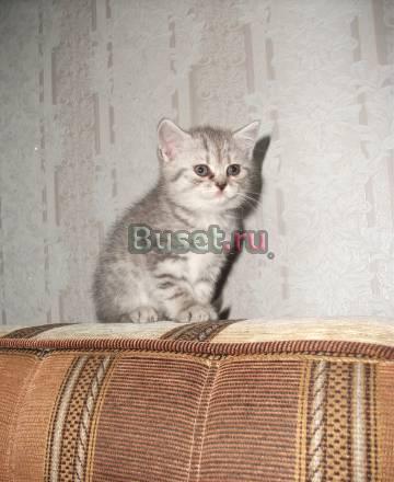 Продаются клубные очаровательные британские котята Москва
