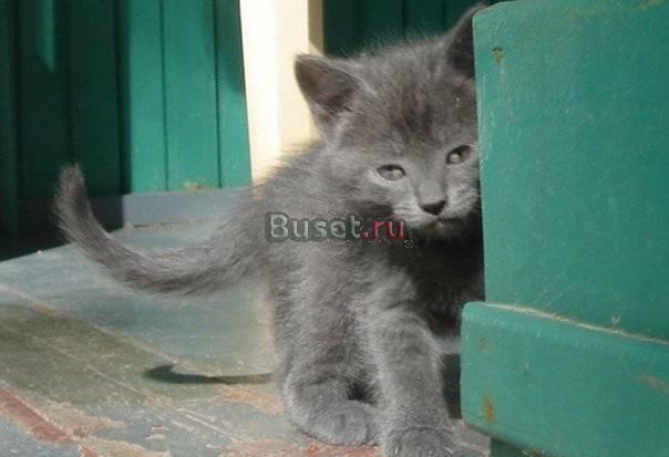 Котенок Санкт-Петербург