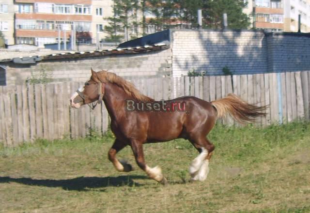 Продаю богатырского коня Арзамас