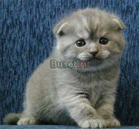 Шотландские вислоухие котята (scottish-fold) Саратов