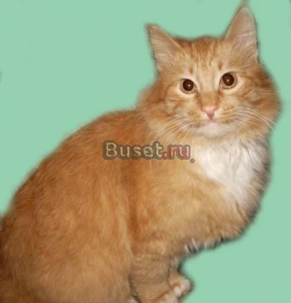 Добродушный  Рыжик - 1,5 года Москва