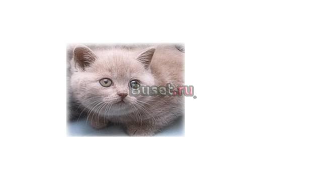 Котята Нижний Новгород