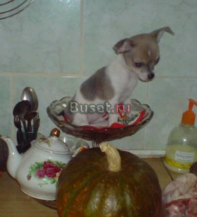 Чихуахуа  г / ш Москва