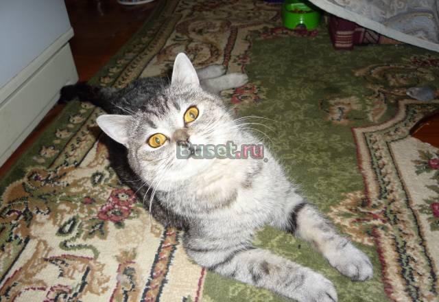 Британская кошка Москва
