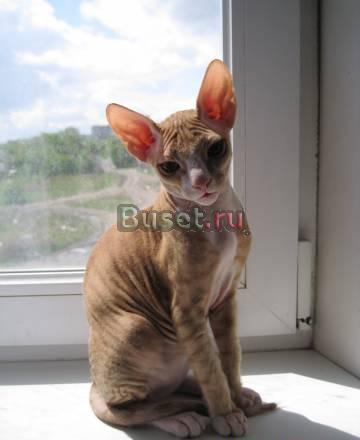 Вязка кота донской сфинкс Челябинск