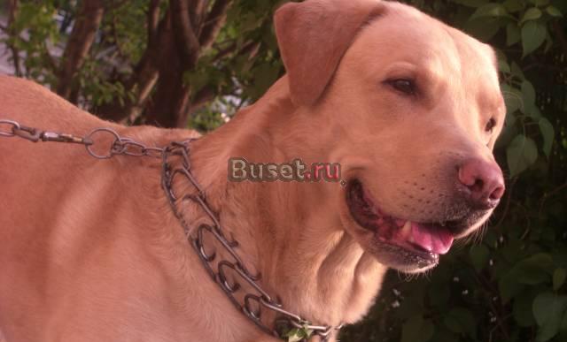 Ище девочку для вязки Ярославль