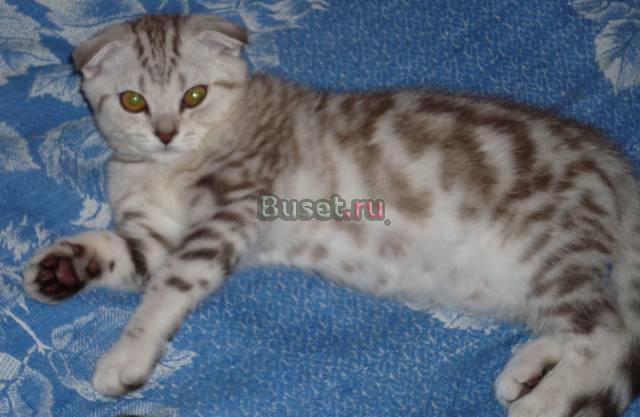 Кошка скоттиш фолд Санкт-Петербург