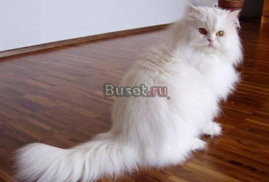 Отдам в хорошие руки персидскую кошку Москва