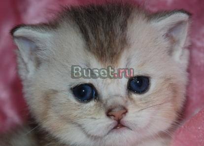 Британский золотистый котик и серебристый Москва