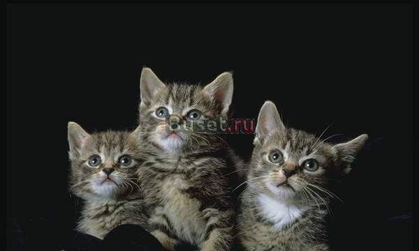 Отдам маленьких котят в дар Москва